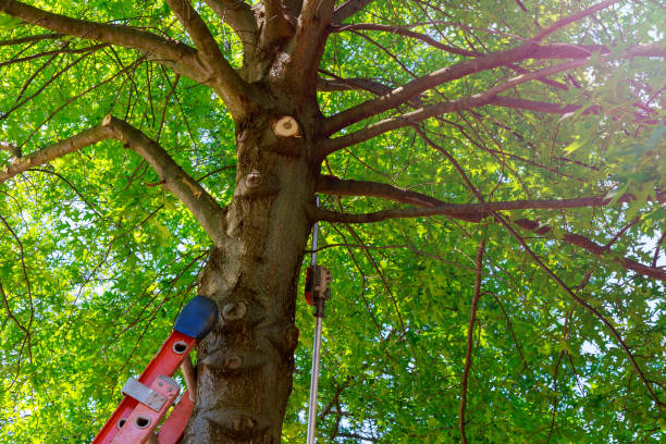 Best Commercial Tree Services  in Henagar, AL